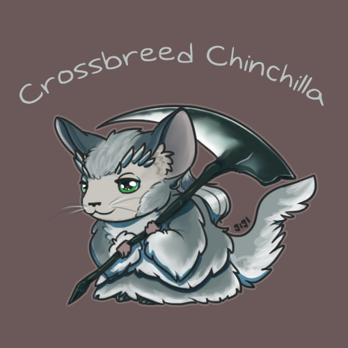Crossbreed Chinchilla (Priscilla)